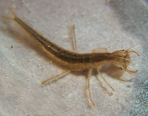 Хищная личинка жука-плавунца приоткрыла серповидные челюсти в ожидании добычи (фото с сайта www.umd.umich.edu)